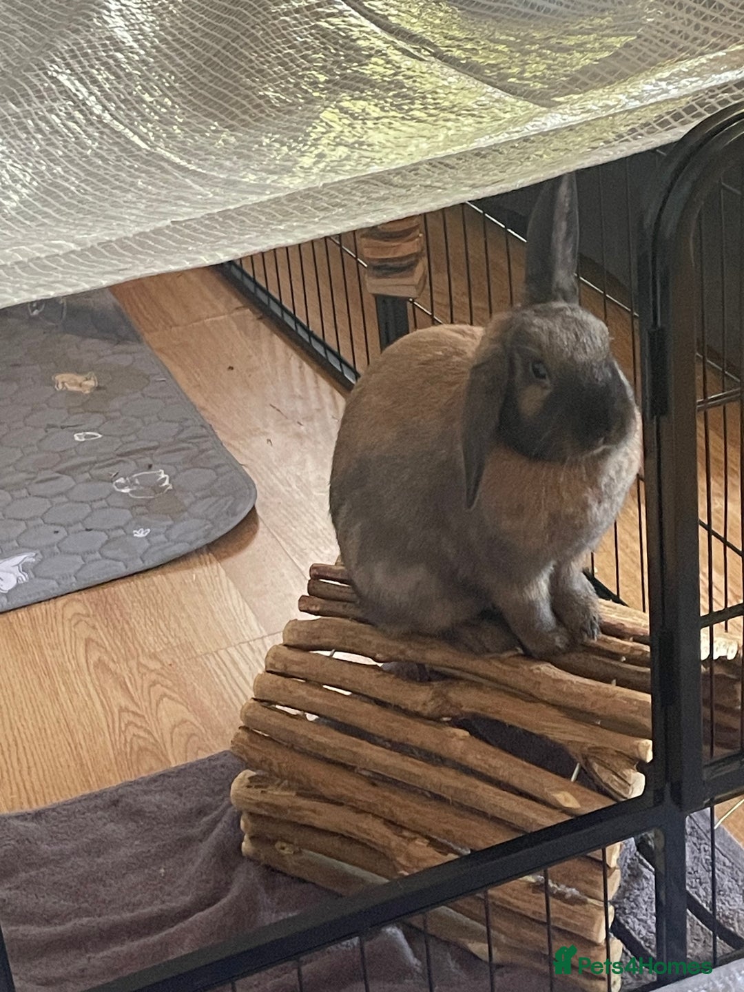 Mixed Breed rabbits for sale: 2 bonded female rabbits for rehoming  - Image 7