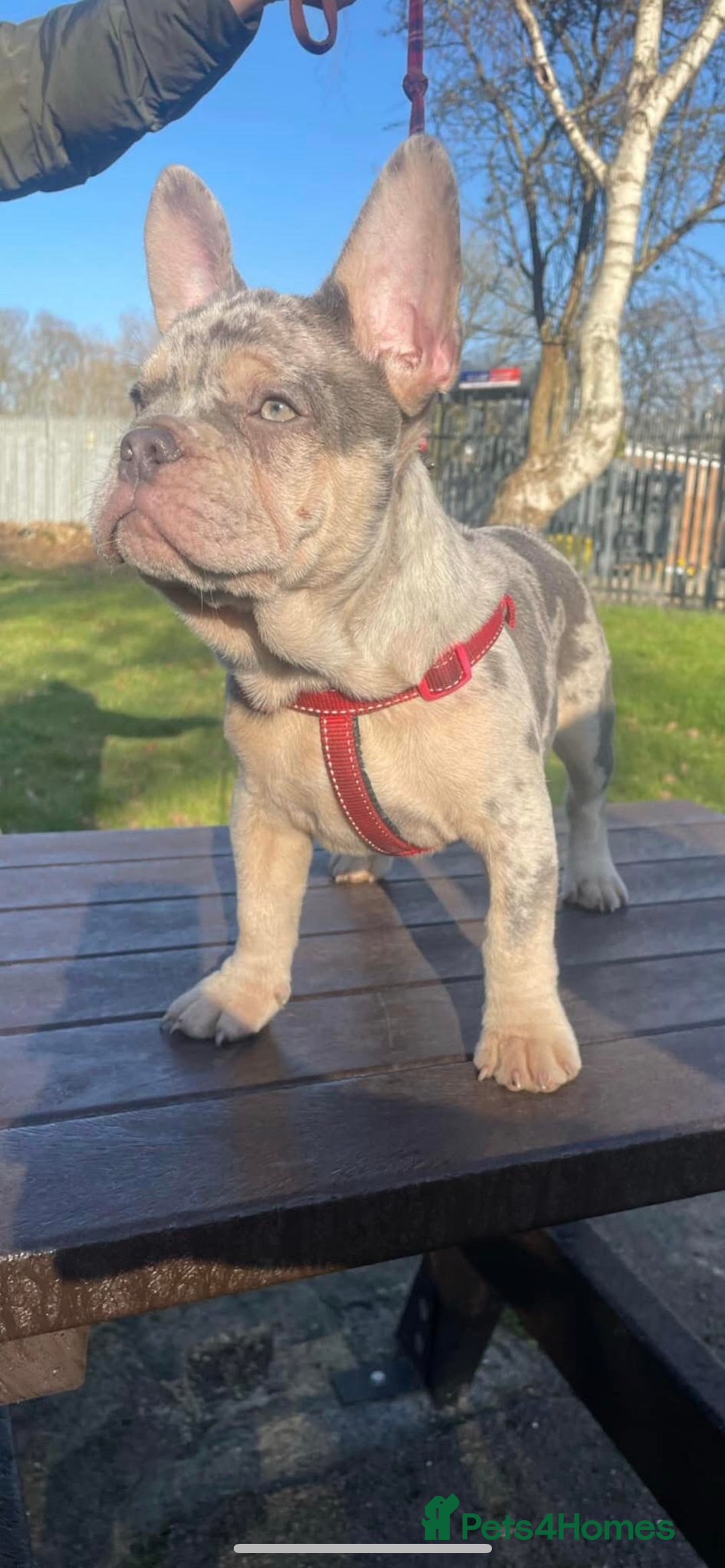 French Bulldog dogs for stud: Lilac Merle frenchie  - Image 1