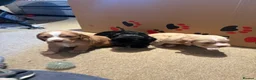 Cocker Spaniel dogs for sale: Beautiful cocker spaniel puppies for sale  in Evesham - Advert 3