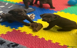 Labrador Retriever dogs for sale: Exceptional KC Chocolate Labrador Puppies - Image 8
