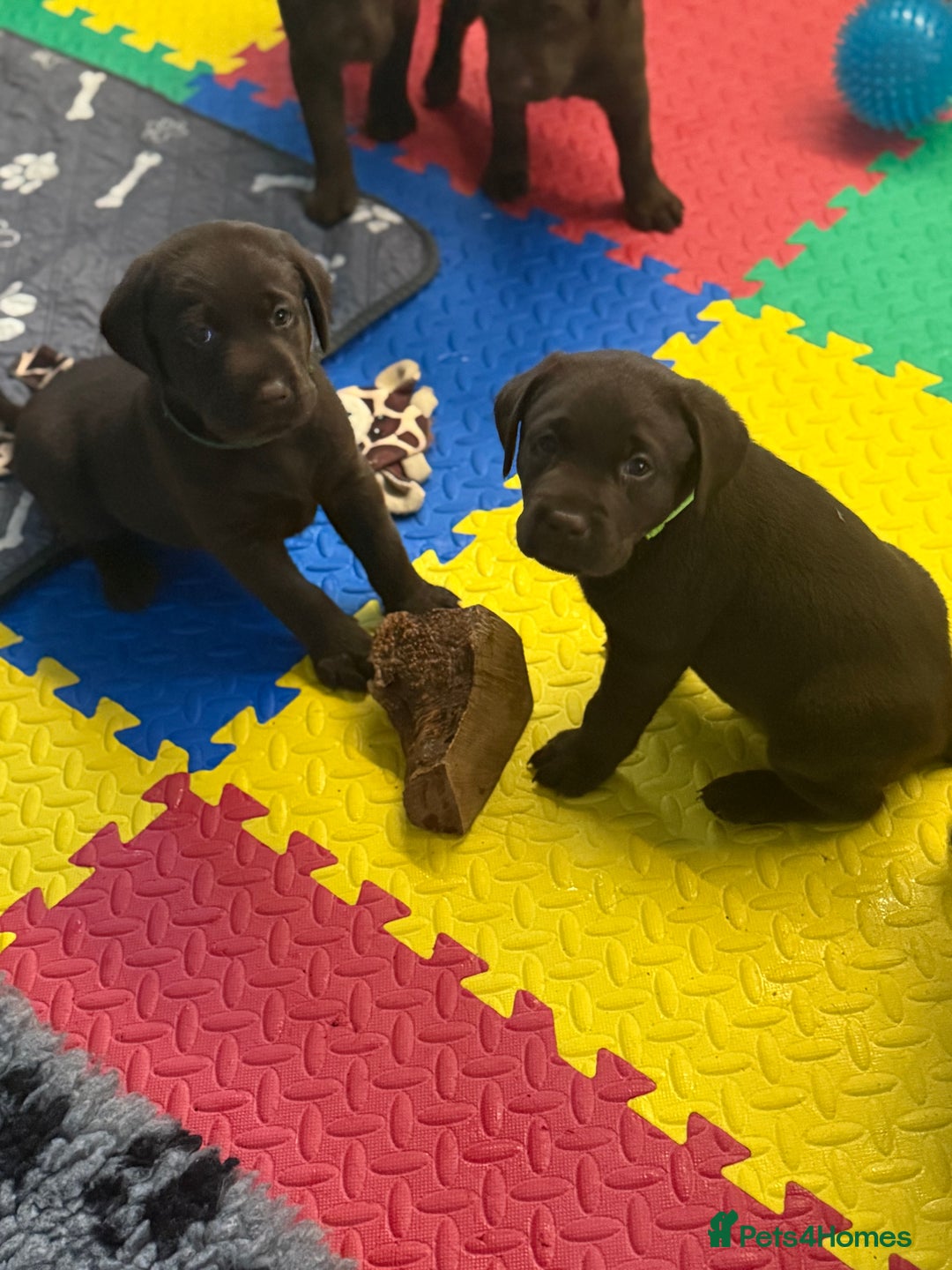 Labrador Retriever dogs for sale: Exceptional KC Chocolate Labrador Puppies - Image 8