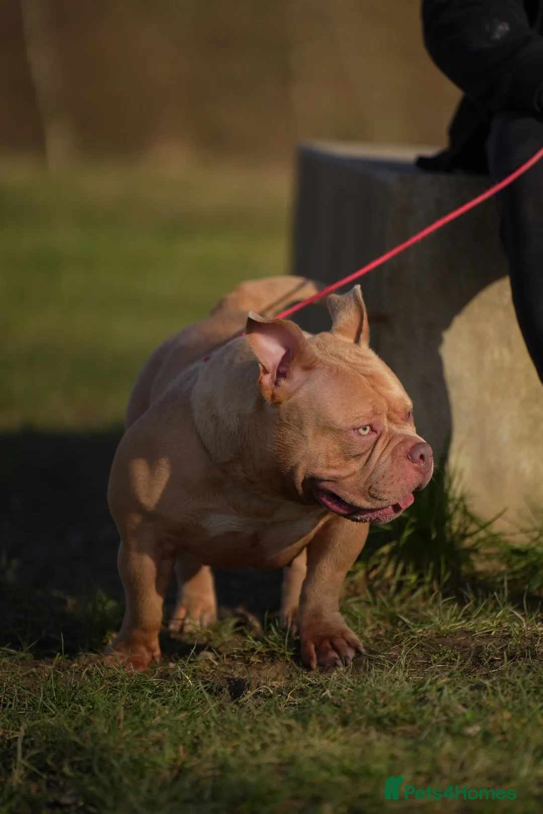 American Bully dogs for sale: American pocket Bully Female 2 Years Old - Advert 3