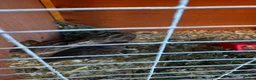 Quail poultry for sale: Group of quail,  - Advert 2