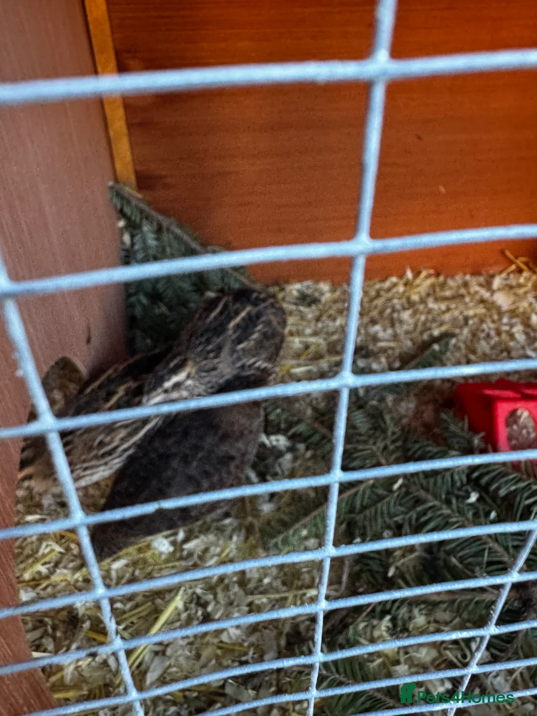 Quail poultry for sale: Group of quail,  - Advert 2