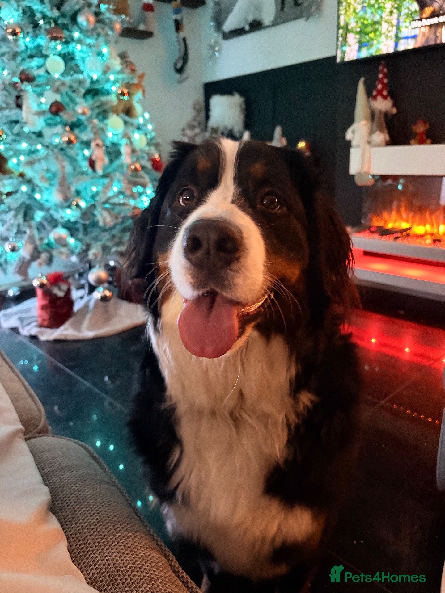 Bernese Mountain Dog dogs Bernese female 3 years old  - Advert 2