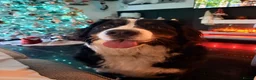Bernese Mountain Dog dogs for sale: Bernese female 3 years old  in Worksop - Advert 4