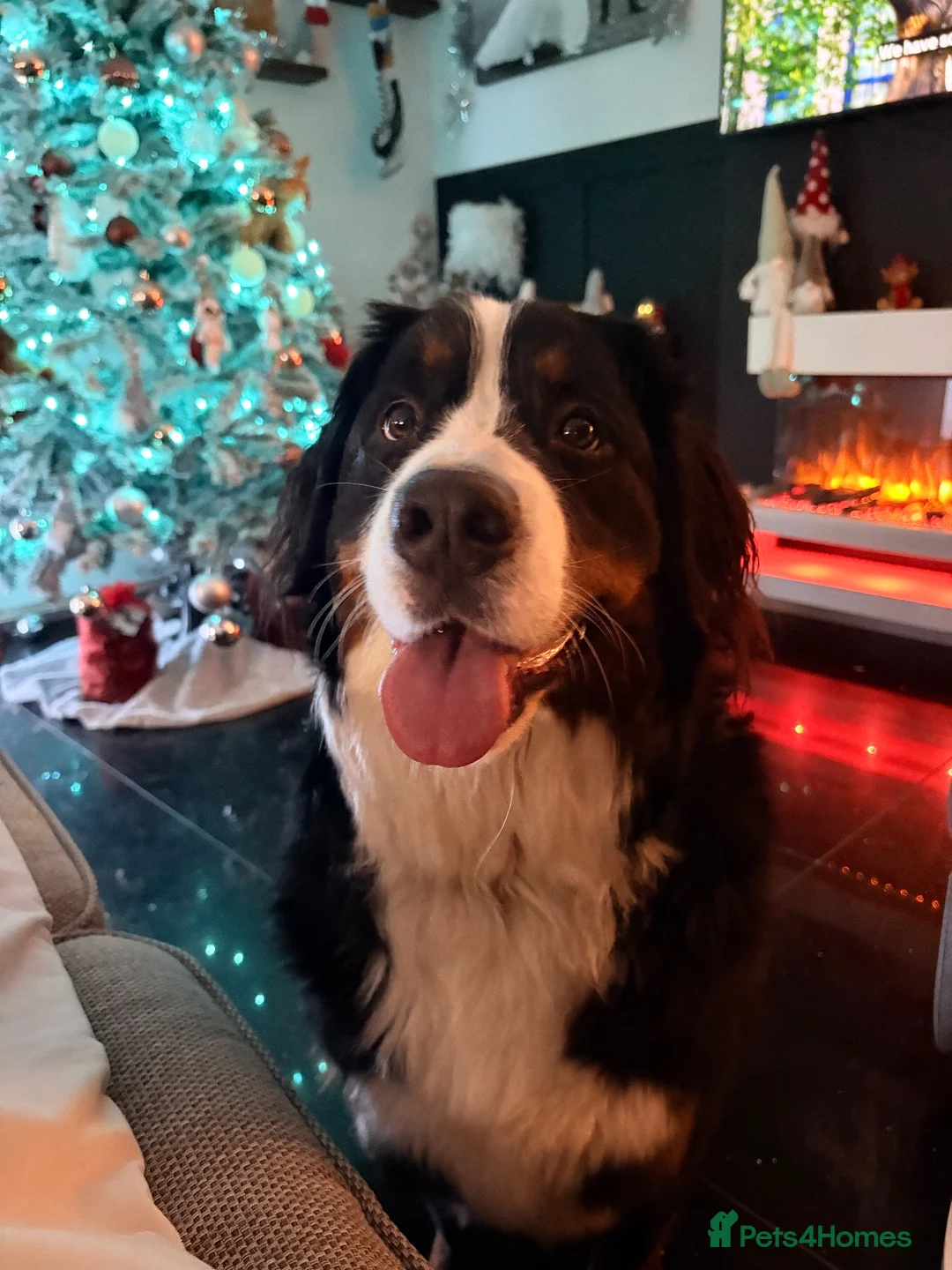 Bernese Mountain Dog dogs for sale: Bernese female 3 years old  in Worksop - Advert 4