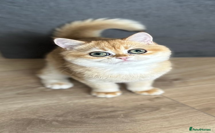 British Shorthair cats - Advert 4