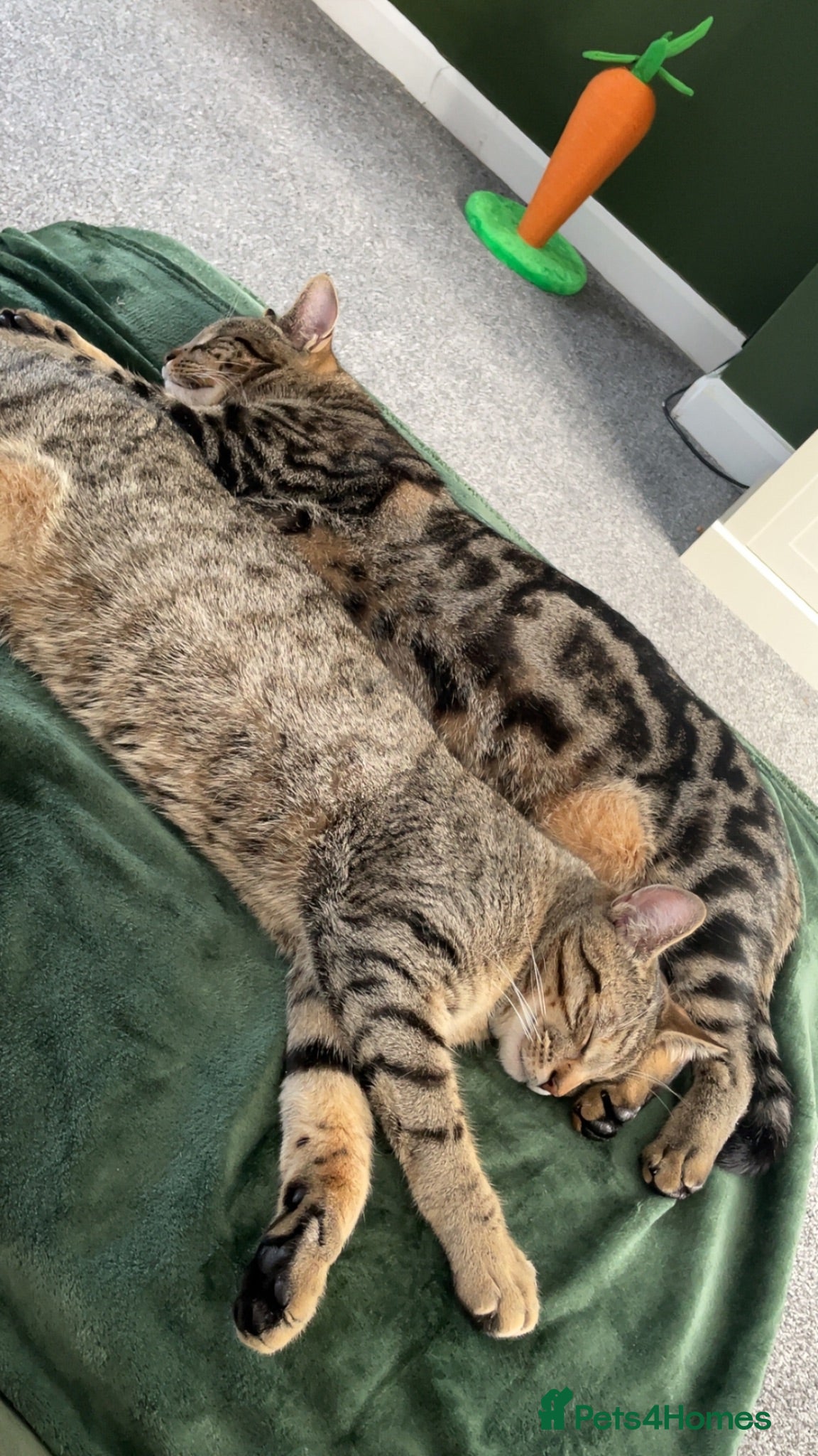 Mixed Breed cats Two male neutered brothers - Advert 7