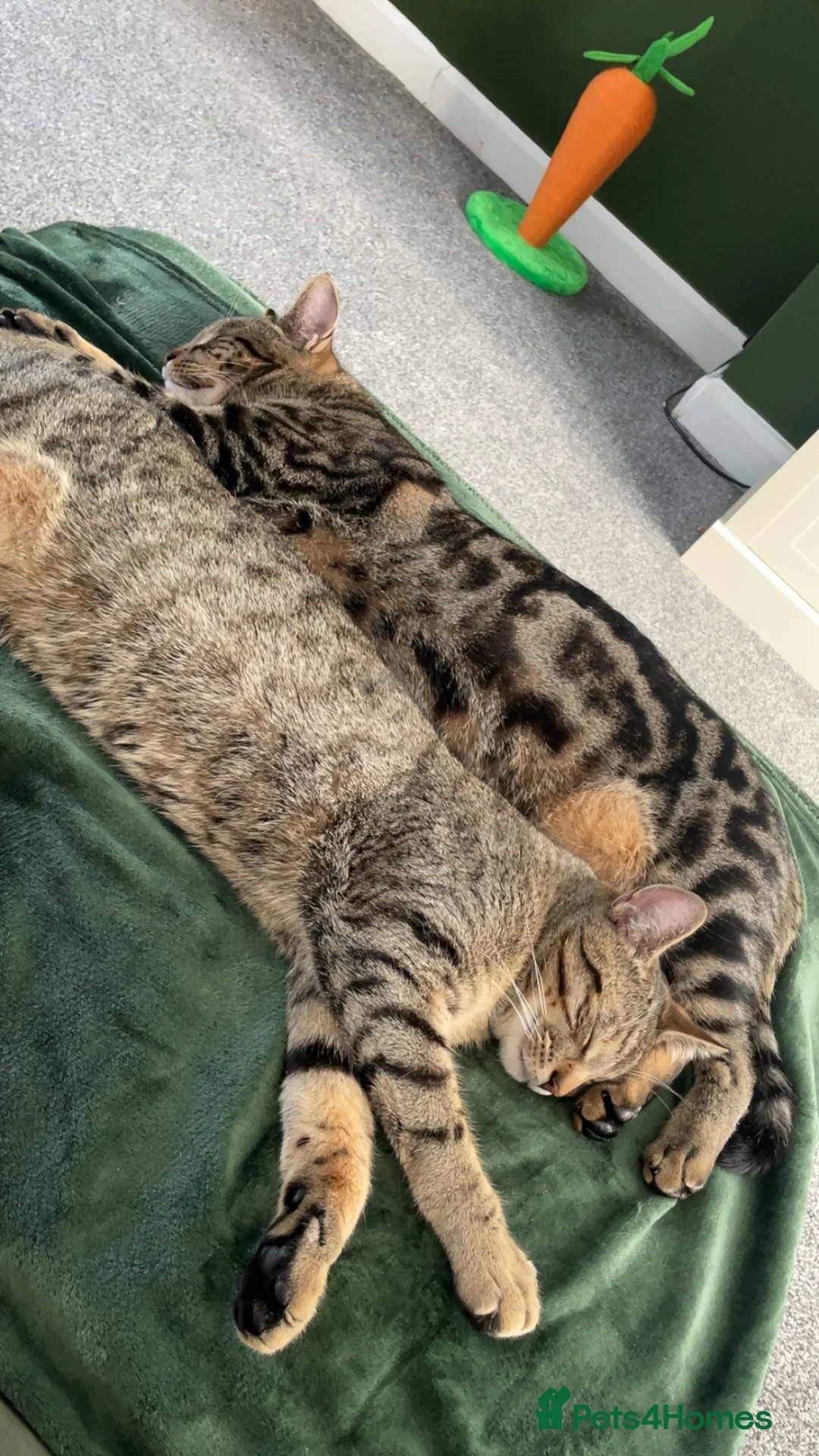 Mixed Breed cats for sale: Two male neutered brothers - Advert 1