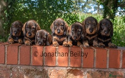 Dachshund dogs for sale: KC Standard Wire-haired Dachshund puppies - Image 1