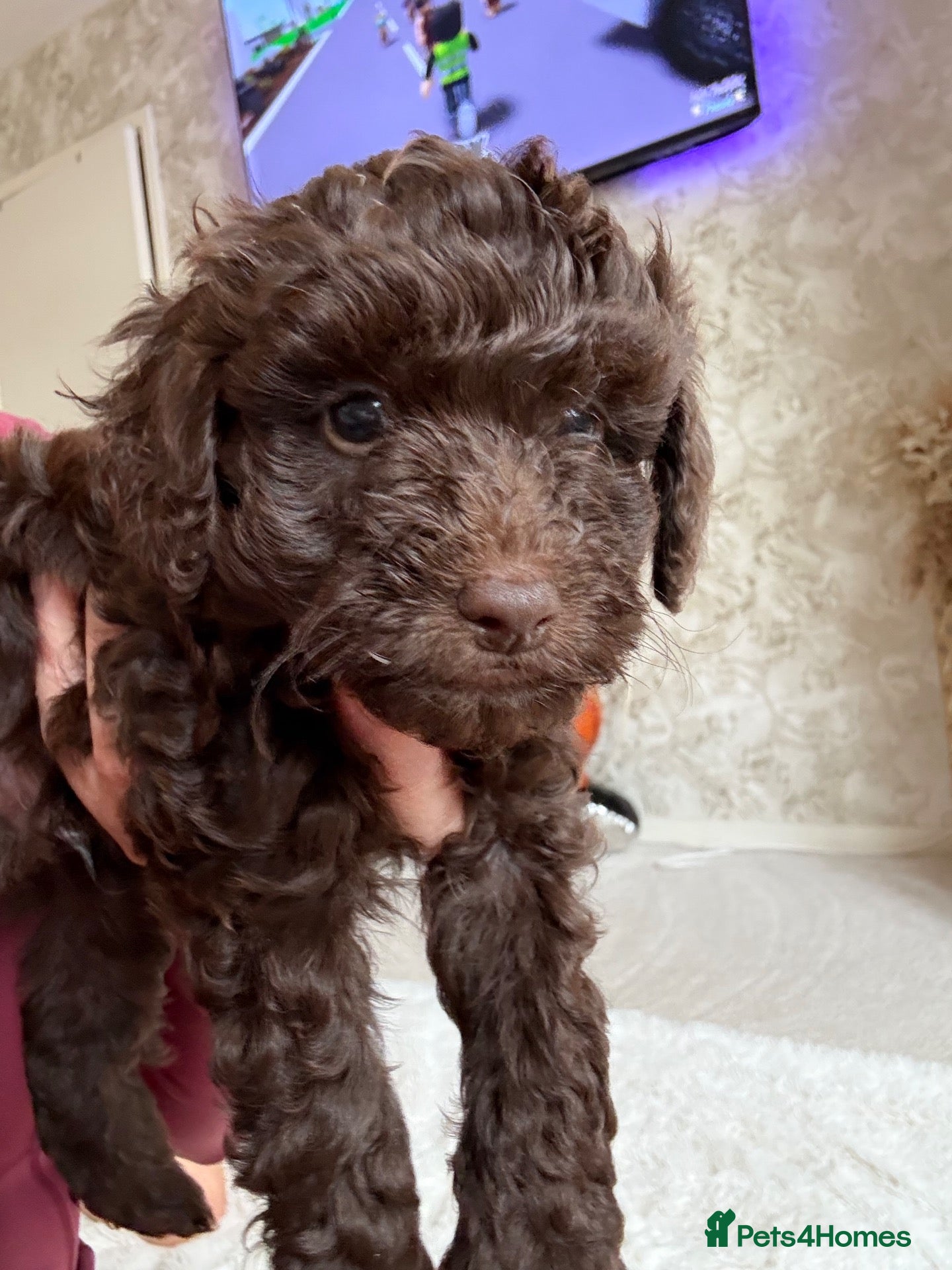 Schnoodle dogs for sale: 1 BOY LEFT - NOW READY TO LEAVE - Advert 1