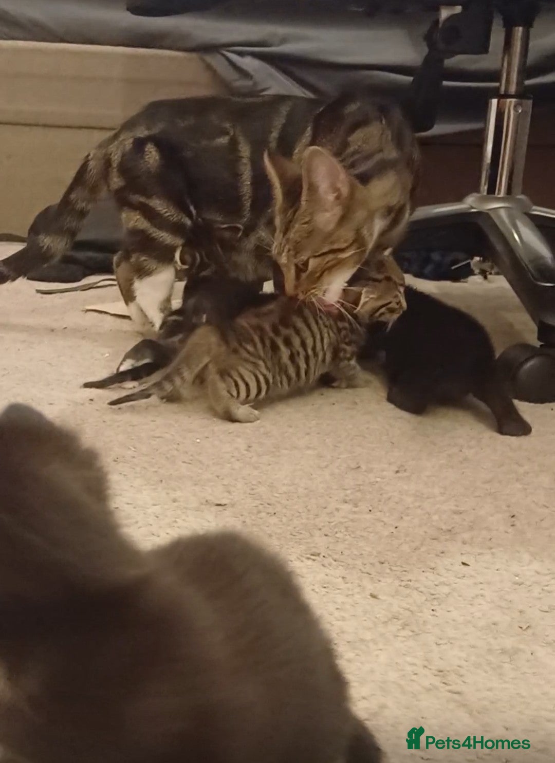Mixed Breed cats for sale: Two beautiful playful kittens - Image 4