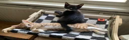 British Shorthair cats for sale: Beautiful kittens ready for loving homes. in London - Advert 19