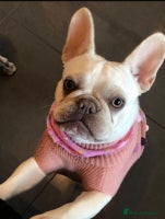 French Bulldog dogs Well bred French Bulldog Puppies - Advert 3