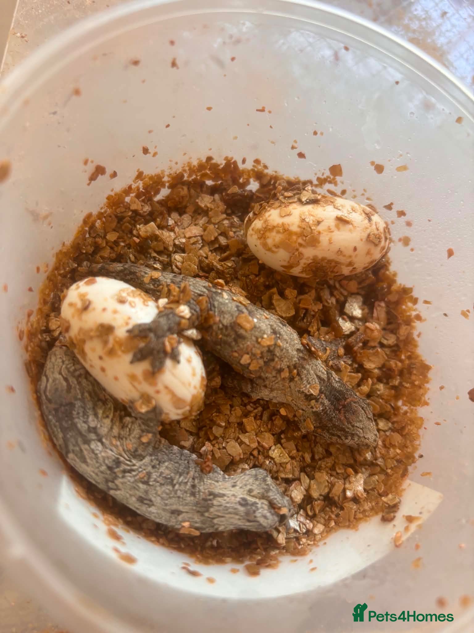 Gecko reptiles Two baby leachie geckos  - Advert 14