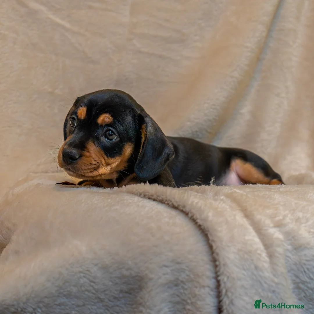 Mixed Breed dogs for sale: French Bull Wieners  - Advert 13