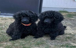 Miniature Poodle dogs for sale: Miniature Poodle Puppies – Ready Now!  - Image 11