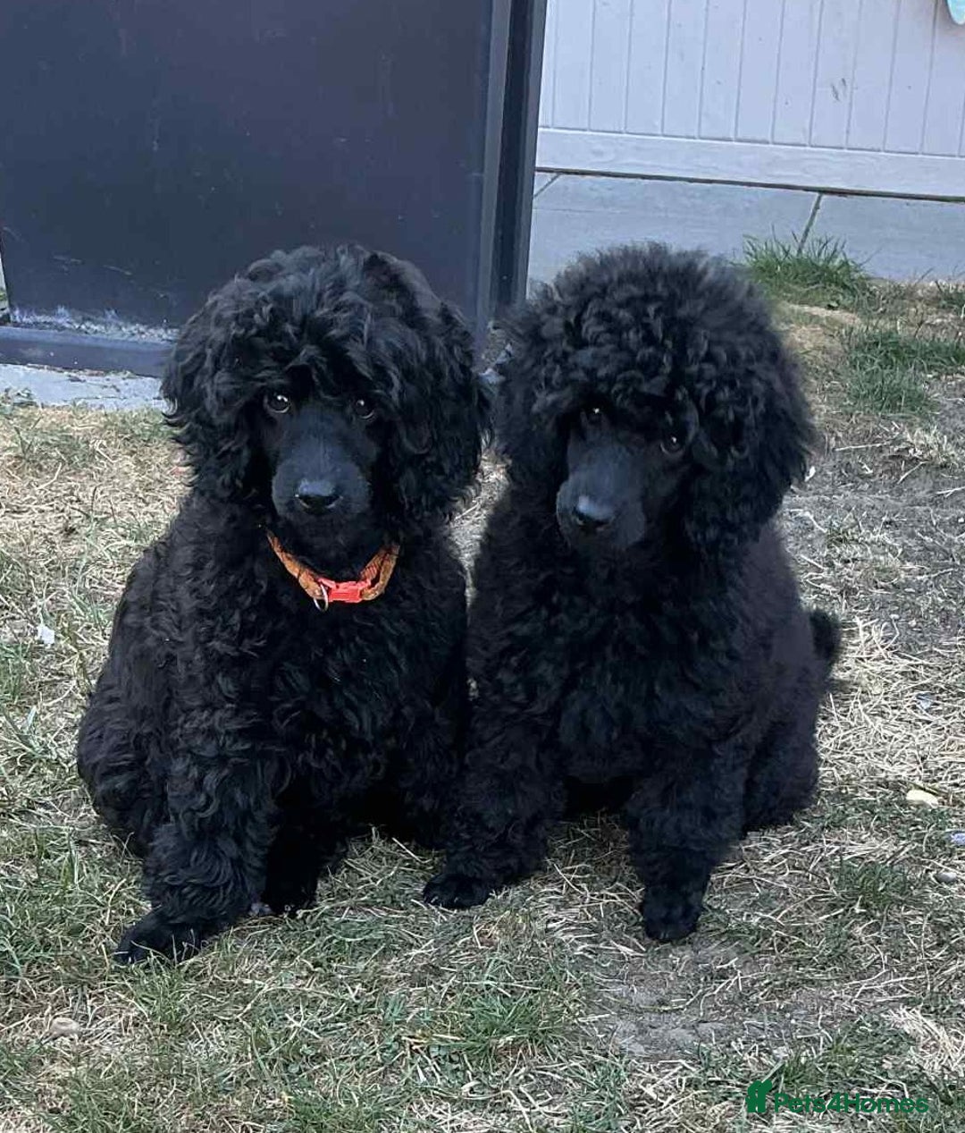 Miniature Poodle dogs for sale: Miniature Poodle Puppies – Ready Now!  - Image 11