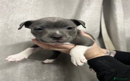Staffordshire Bull Terrier dogs for sale: BEAUTIFUL STAFFY LITTER STUNNING COLOURS - Image 14