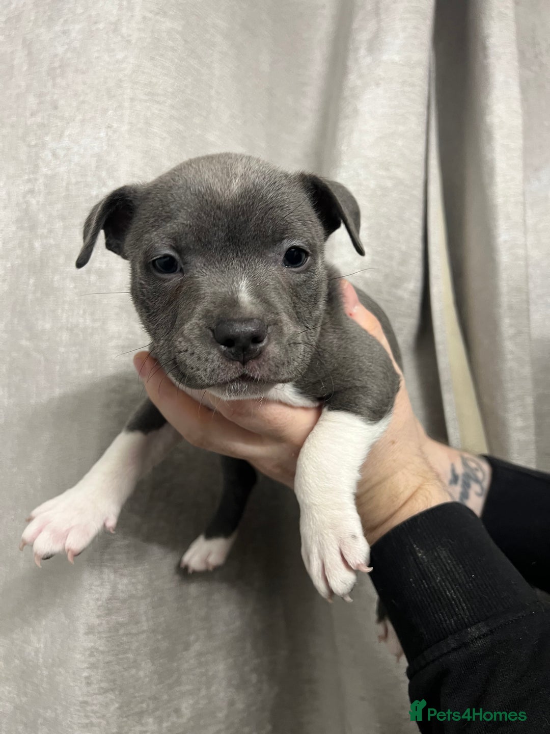 Staffordshire Bull Terrier dogs for sale: BEAUTIFUL STAFFY LITTER STUNNING COLOURS - Image 14