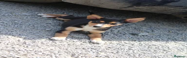 Dog Puppy