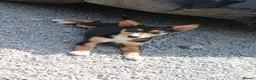 Australian Kelpie dogs for sale: Beautiful kelpie puppies for sale - Advert 5