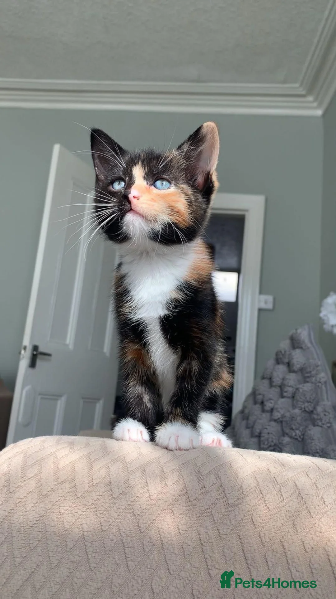 Mixed Breed cats for sale: 3x beautiful kittens in Plymouth - Advert 2