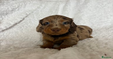Miniature Dachshund dogs - Advert 6