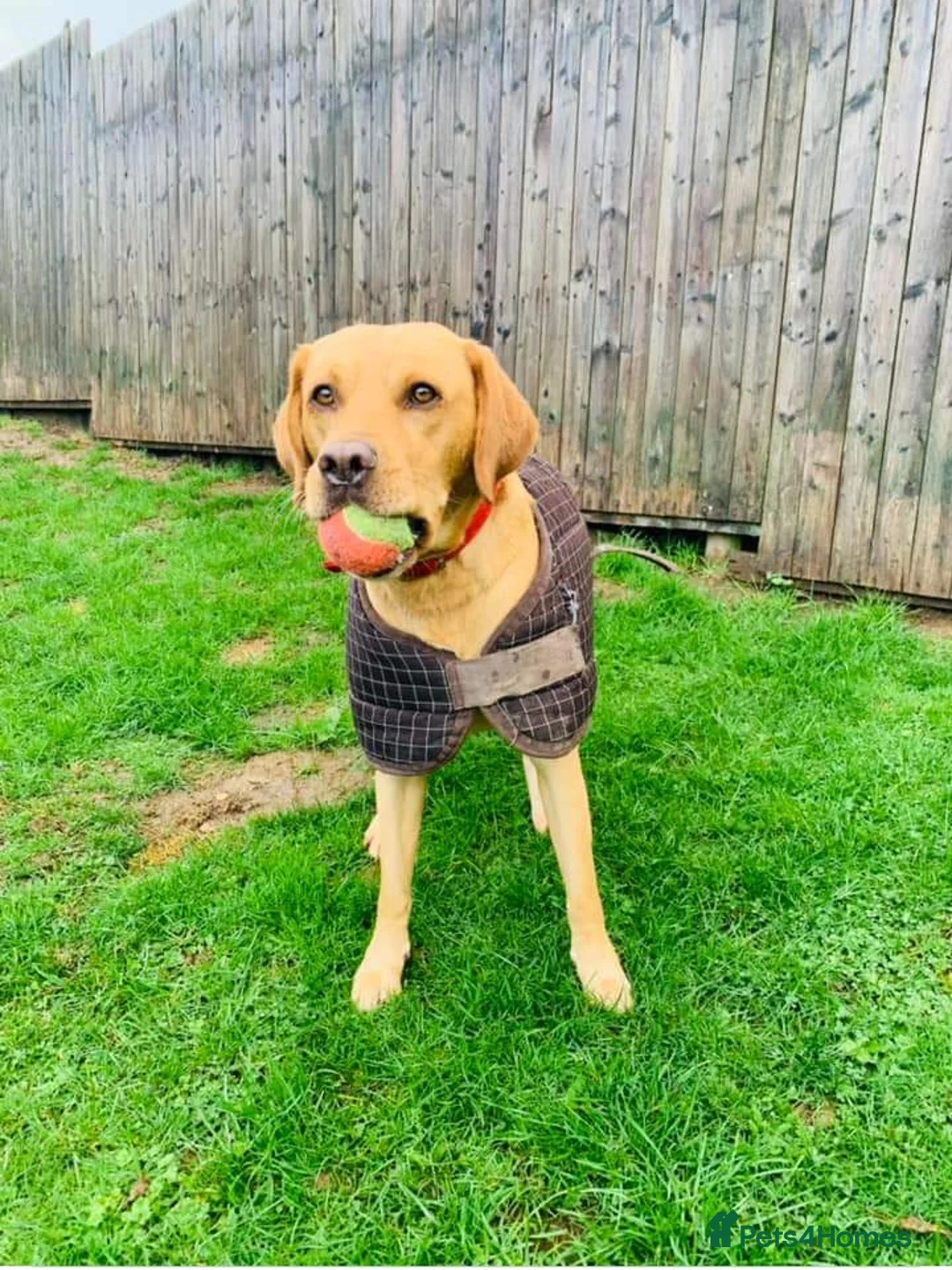 Labrador Retriever dogs for stud: Fox red Labrador up for stud duties ( PROVEN)  in Hengoed - Advert 4