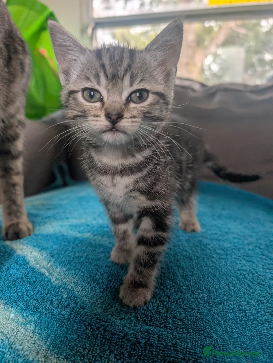 Mixed Breed cats for sale: Beautiful Mixed Tabby Kittens 1 boy 3 girls  - Advert 2