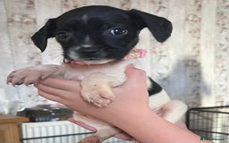 Mixed Breed dogs for sale:  Mum and dad pets 4black and two black and white  - Image 3