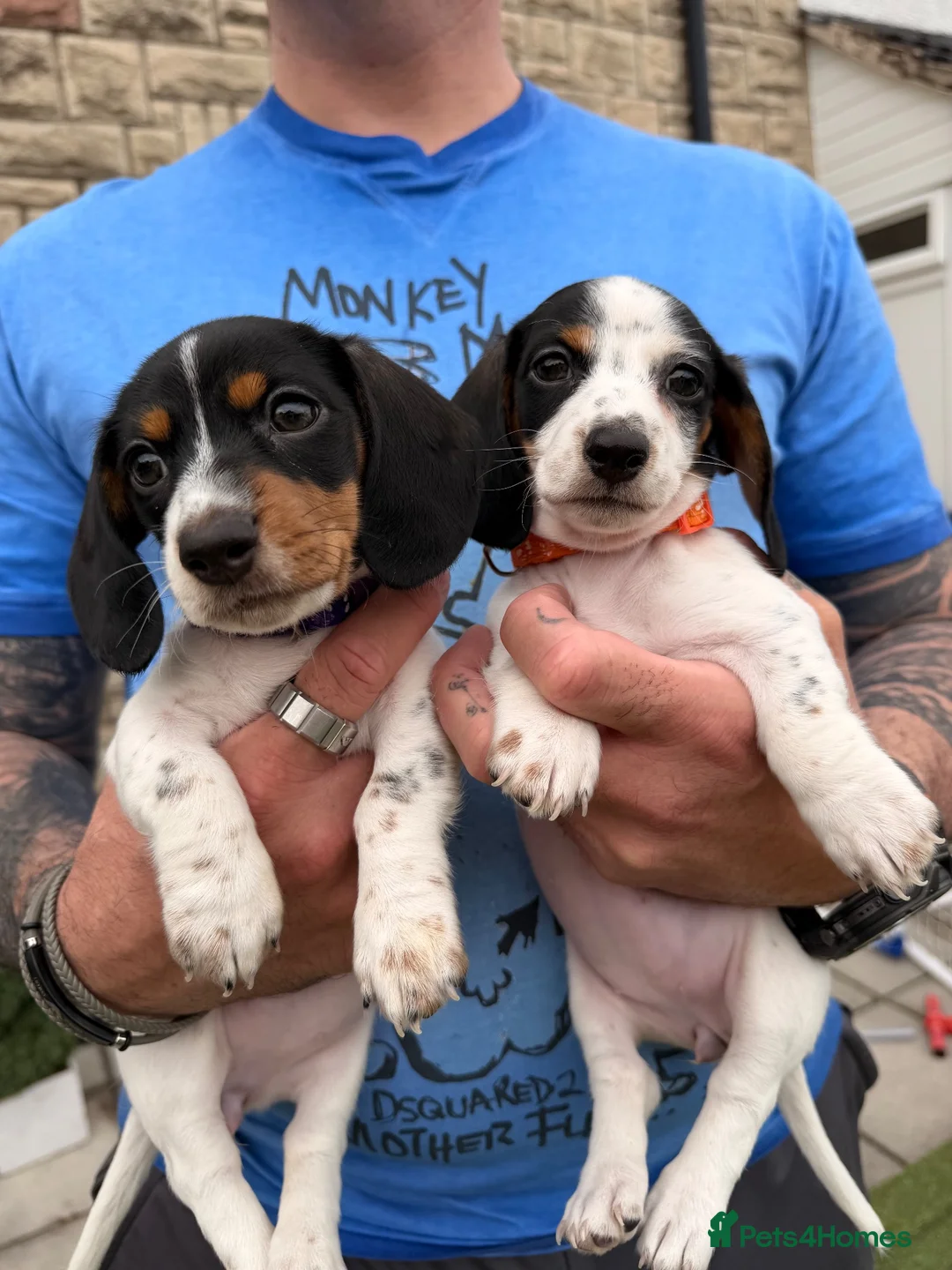 Dachshund dogs for sale: 4 adorable small dachshund girls available  - Advert 18