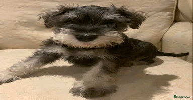 Miniature Schnauzer dogs - Advert 1
