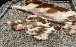 Cavalier King Charles Spaniel dogs for sale: Gorgeous Cavalier King Charles puppies - Image 5