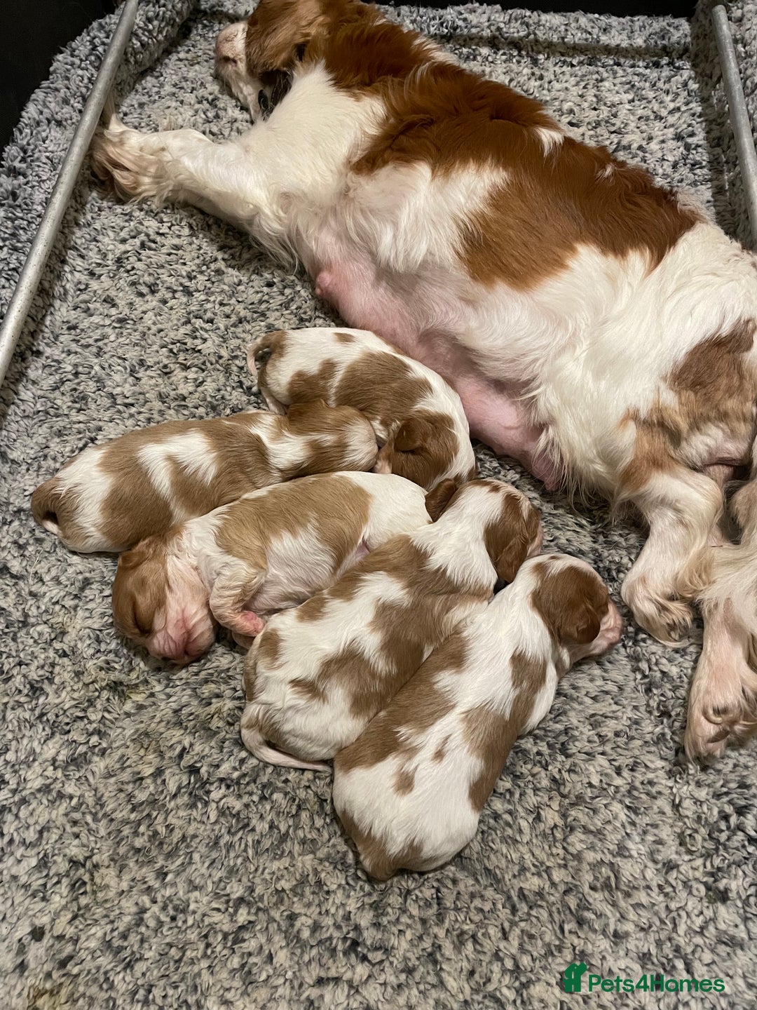 Cavalier King Charles Spaniel dogs for sale: Gorgeous Cavalier King Charles puppies - Image 5