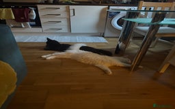 Maine Coon cats for sale: Maincoon  - Image 3
