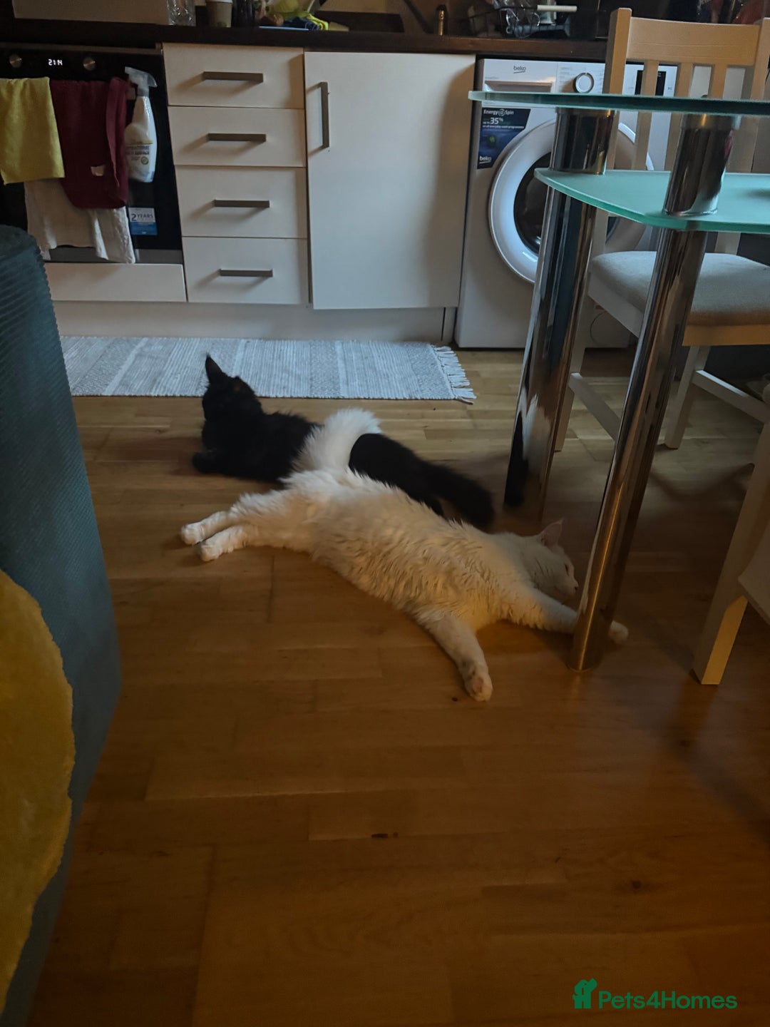 Maine Coon cats for sale: Maincoon  - Image 3