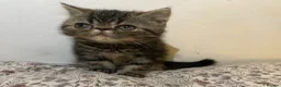 Exotic cats for sale: Exotic Persians - Advert 7