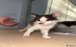 British Shorthair cats for sale: Kittens for sale - Image 1