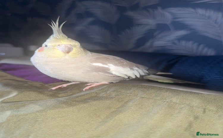 Cockatiels birds - Advert 2