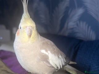 Cockatiels birds - Advert 29