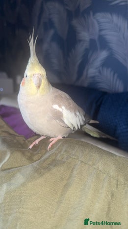 Cockatiels birds - Advert 9