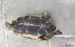 Hermann Tortoise reptiles for sale: Adult Female Hermann Tortoises x 4  - Image 5