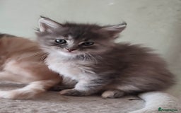 Maine Coon cats for sale: Adorable Maine coons - Image 5