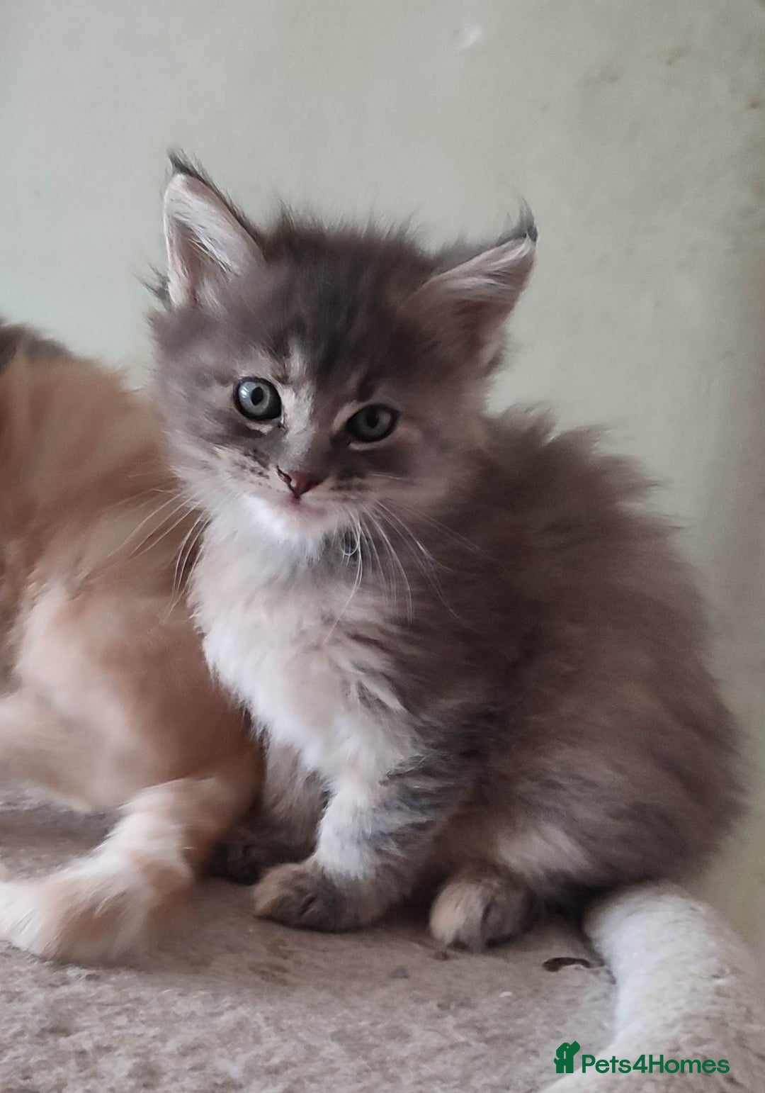 Maine Coon cats for sale: Adorable Maine coons - Image 5