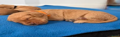 Miss Orange