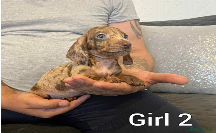 Miniature Dachshund dogs - Advert 11