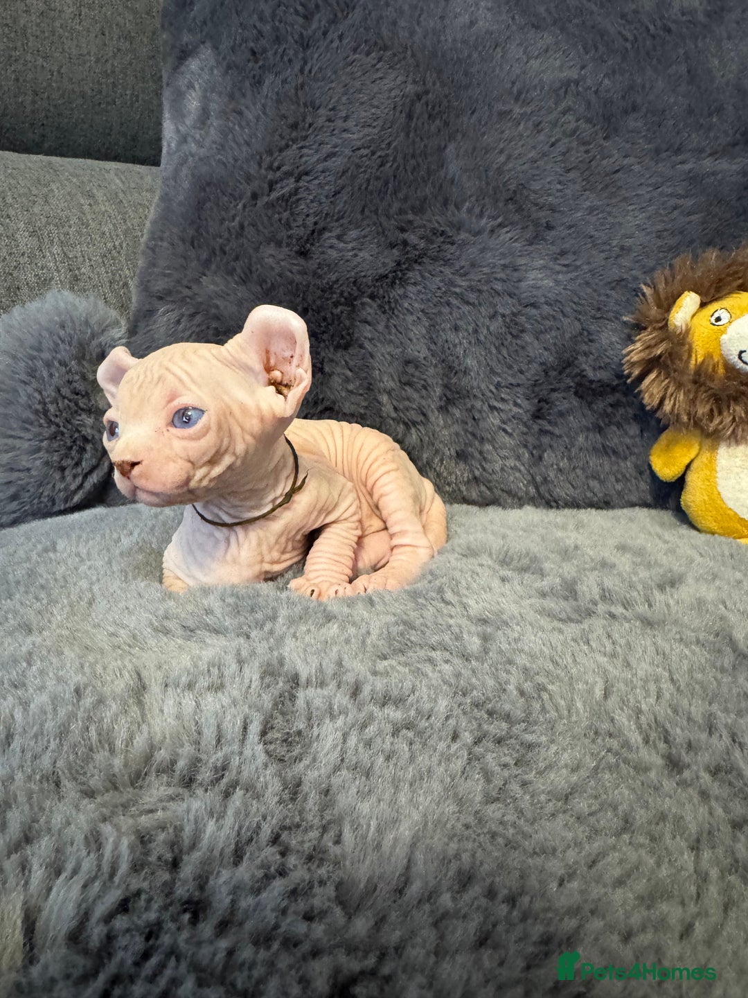 Sphynx cats for sale:  🔥Sphynx and Elf kittens 🔥 - Advert 12