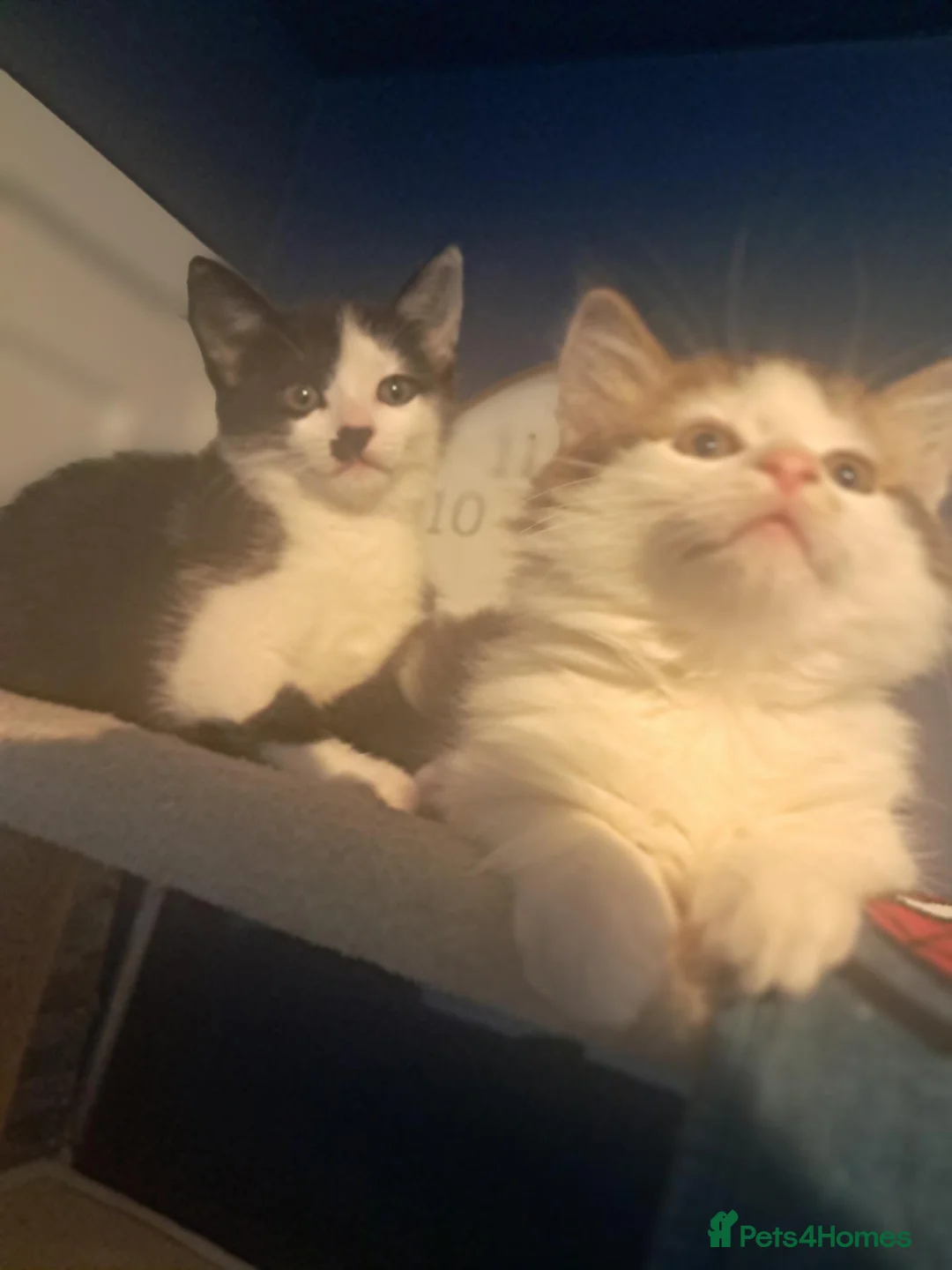 Mixed Breed cats for sale: 9 week old kittens  in Middlesbrough - Advert 8